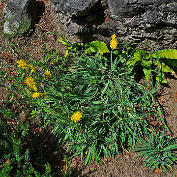 Hieracium bupleuroides unspecified picture