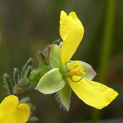 Hibbertia dispar unspecified picture
