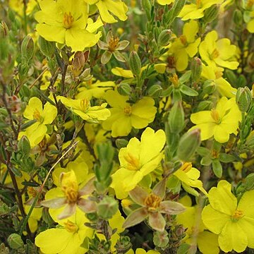 Hibbertia riparia unspecified picture