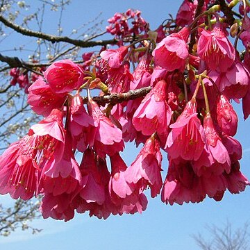 Prunus campanulata unspecified picture