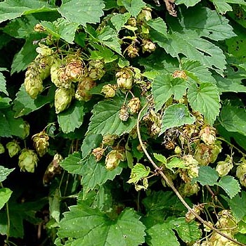 Humulus unspecified picture