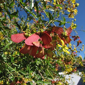 Heteropterys umbellata unspecified picture