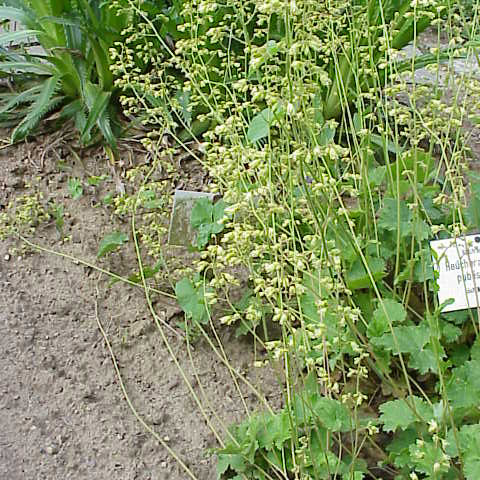 Heuchera pubescens unspecified picture