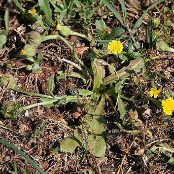 Hedypnois unspecified picture