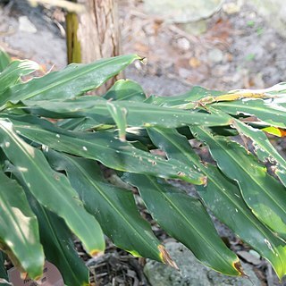 Hedychium villosum unspecified picture