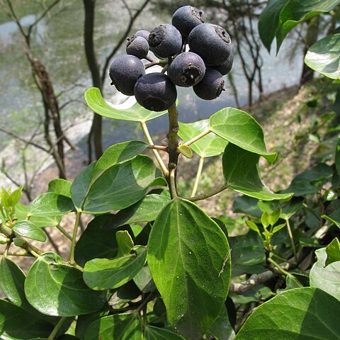 Hedera rhombea unspecified picture