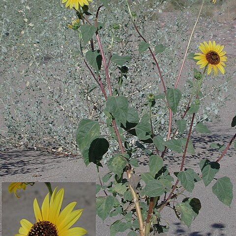 Helianthus anomalus unspecified picture