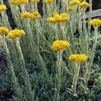 Helichrysum plicatum unspecified picture