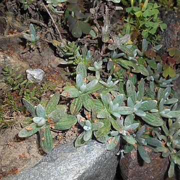 Helichrysum armenium unspecified picture