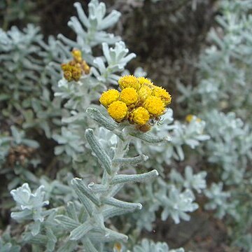 Helichrysum trilineatum unspecified picture