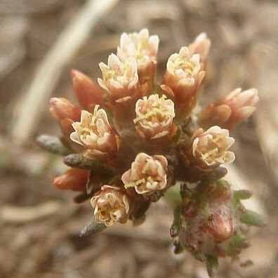 Helichrysum lineare unspecified picture