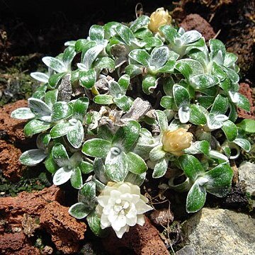 Helichrysum sessilioides unspecified picture