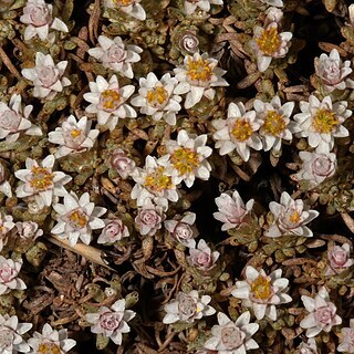 Helichrysum caespititium unspecified picture