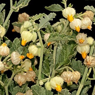 Hermannia comosa unspecified picture