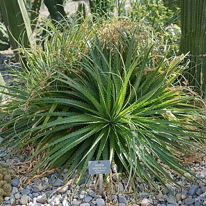 Hechtia epigyna unspecified picture
