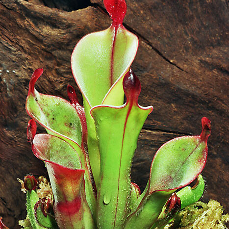 Sarraceniaceae unspecified picture