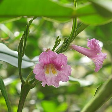 Phyllarthron unspecified picture