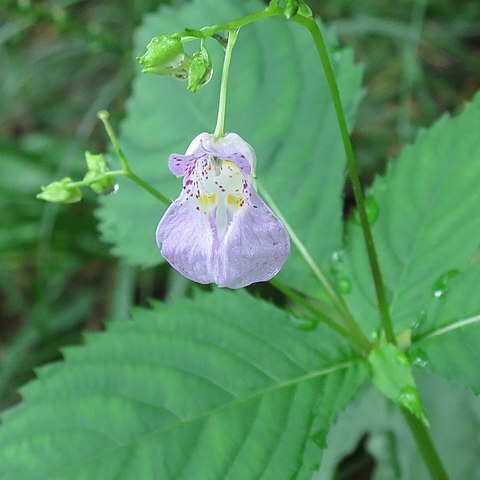Impatiens furcillata unspecified picture