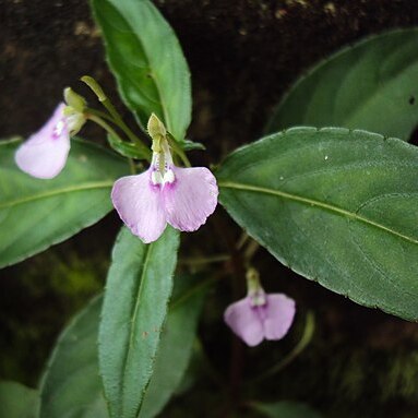 Impatiens minor unspecified picture