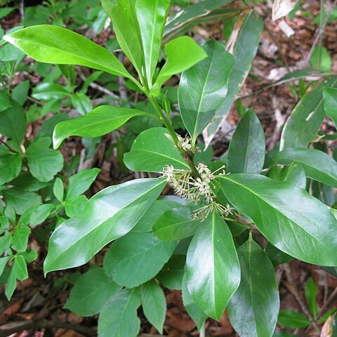 Ilex leucoclada unspecified picture