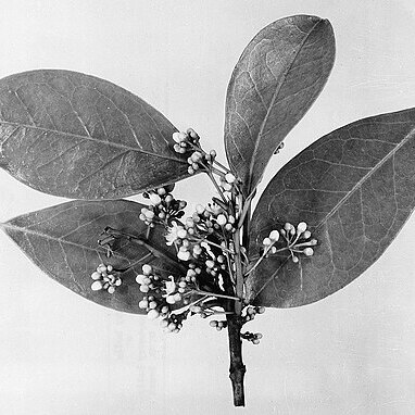 Ilex montana unspecified picture