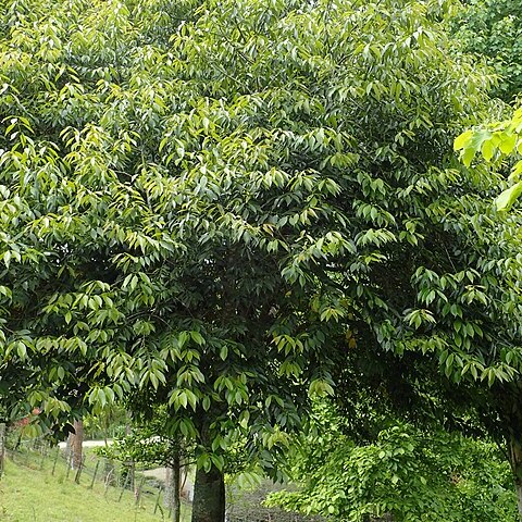 Ilex fargesii unspecified picture