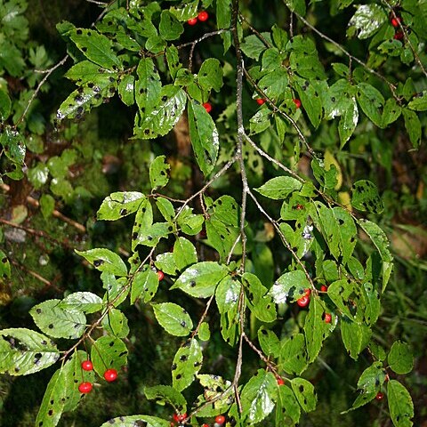 Ilex geniculata unspecified picture