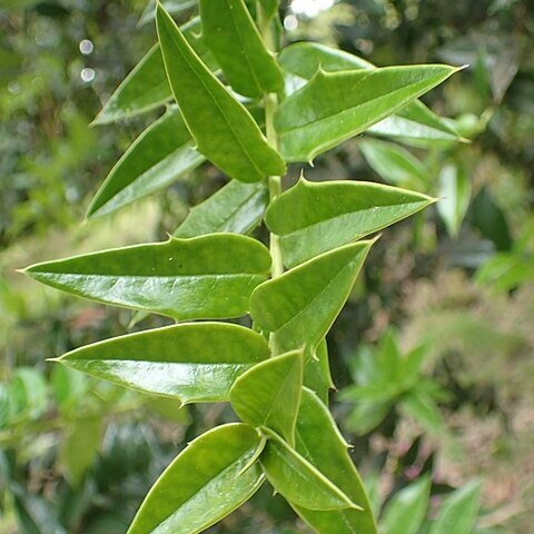 Ilex georgei unspecified picture