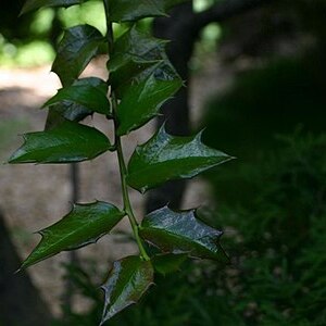 Ilex pernyi unspecified picture