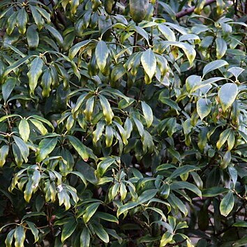 Illicium henryi unspecified picture