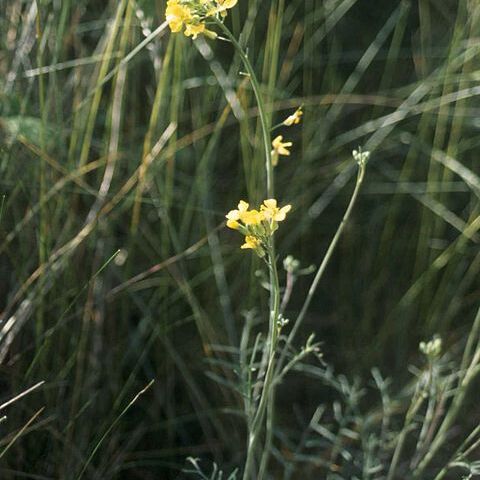 Coincya unspecified picture