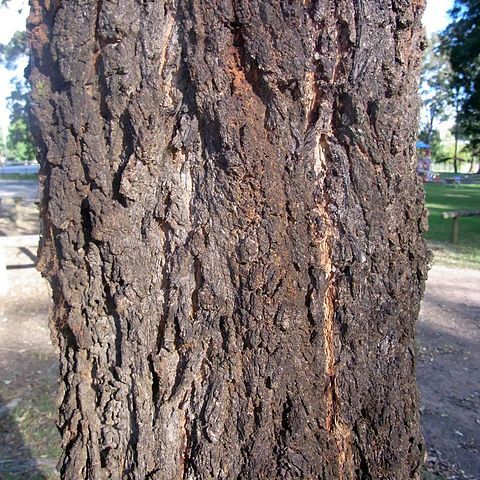 Eucalyptus placita unspecified picture