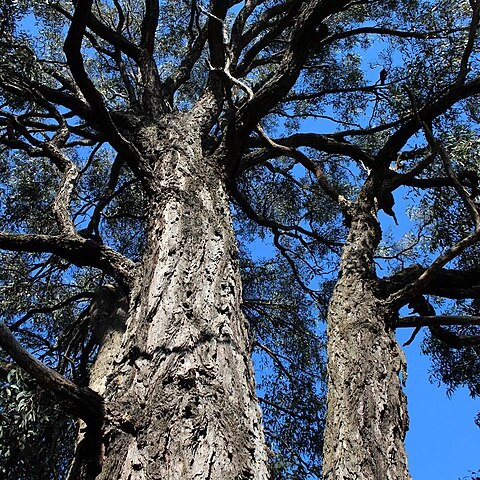 Eucalyptus beyeriana unspecified picture