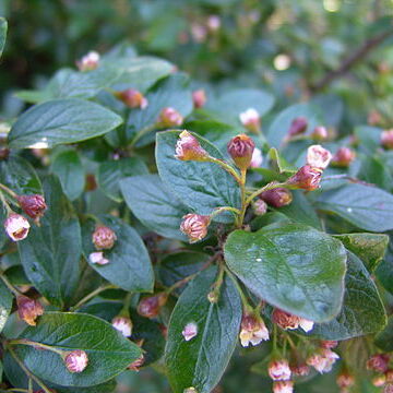 Cotoneaster lucidus unspecified picture