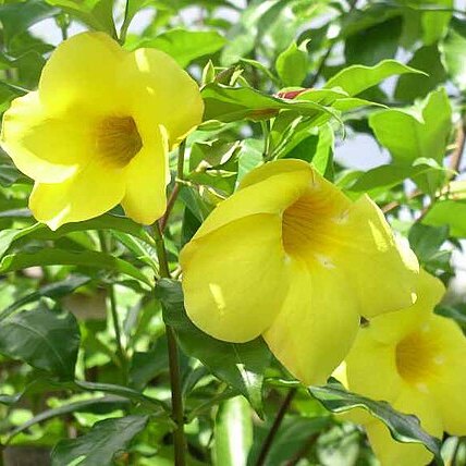 Allamanda unspecified picture