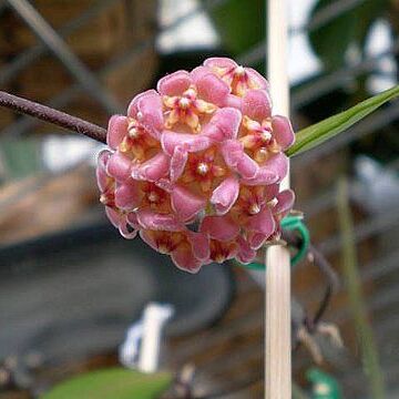 Hoya davidcummingii unspecified picture