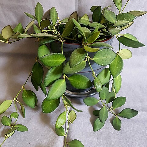 Hoya bilobata unspecified picture