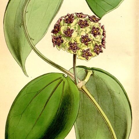 Hoya cinnamomifolia unspecified picture