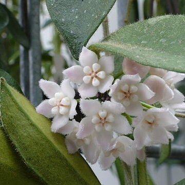 Hoya thomsonii unspecified picture