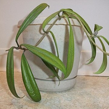 Hoya siamica unspecified picture