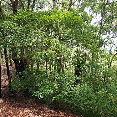 Homalanthus nutans unspecified picture