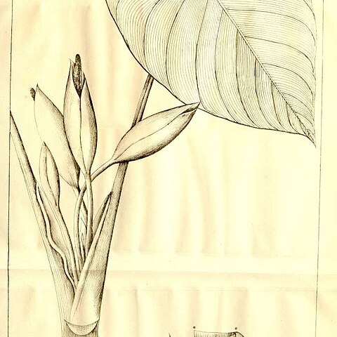 Homalomena rubescens unspecified picture