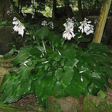 Hosta sieboldii unspecified picture