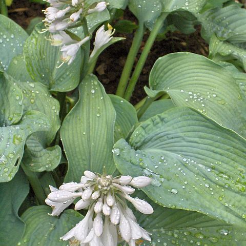 Hosta unspecified picture