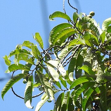 Horsfieldia irya unspecified picture