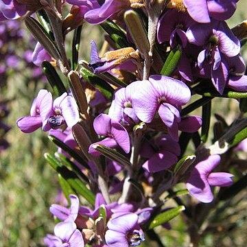 Hovea montana unspecified picture