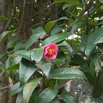 Camellia hongkongensis unspecified picture