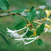Caprifoliaceae unspecified picture