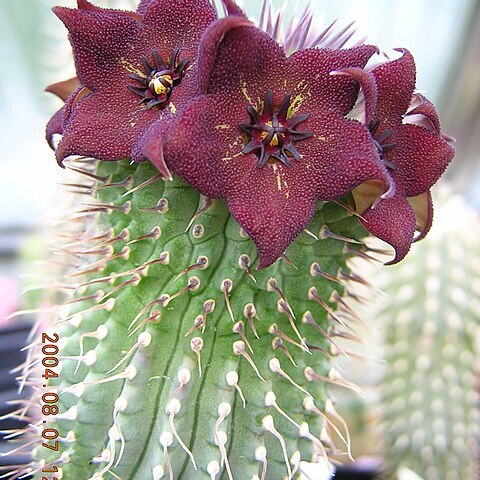 Hoodia ruschii unspecified picture