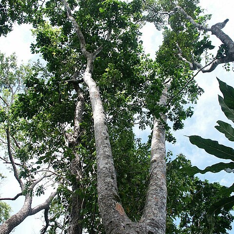 Intsia bijuga var. bijuga unspecified picture